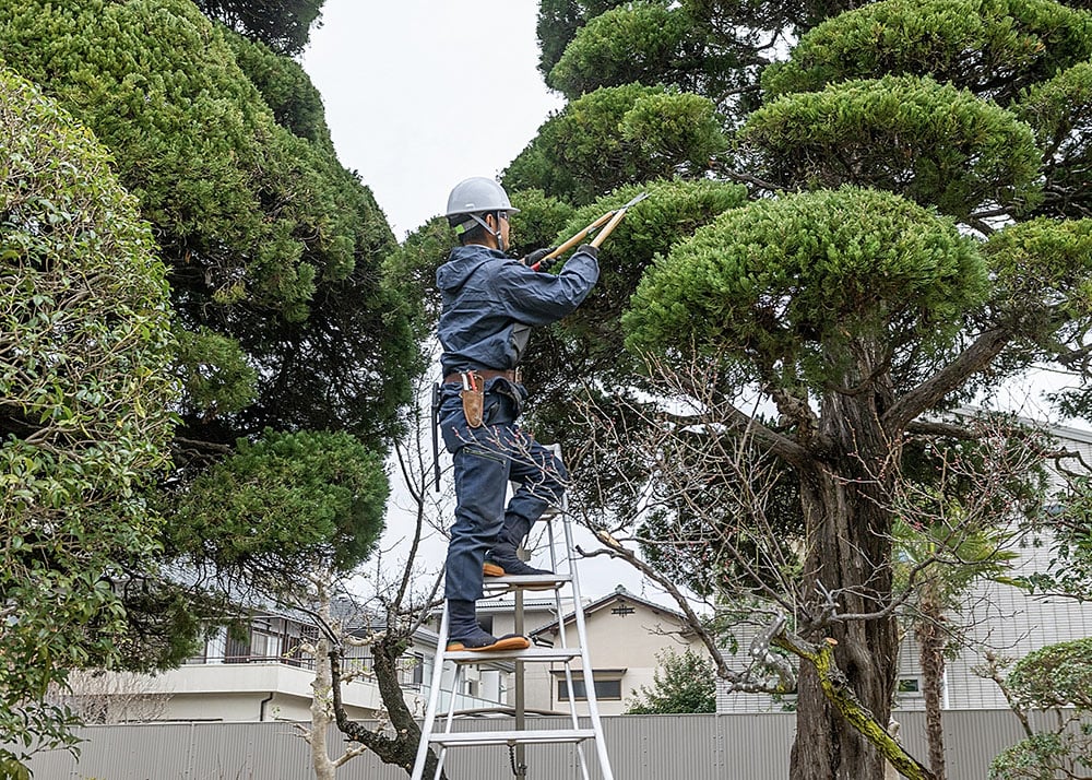 庭木の剪定
