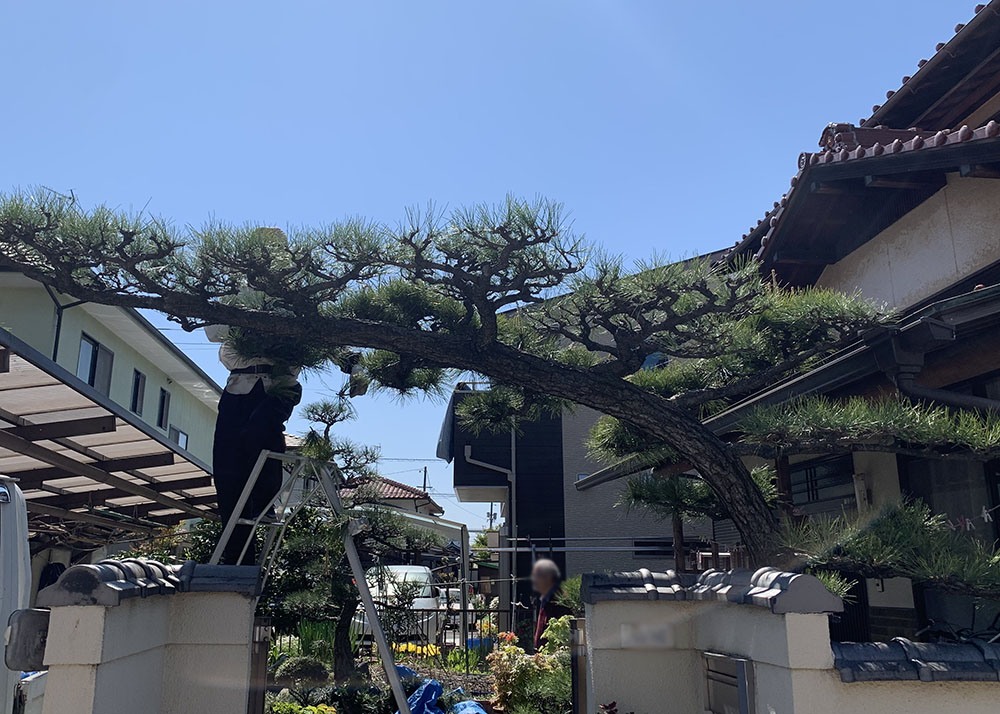 松の剪定