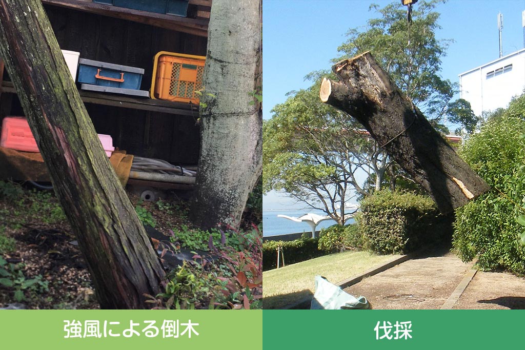 倒木や枯木の処理(伐採)
